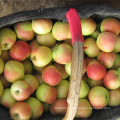 Fresh Red Gala Apple Bonne qualité